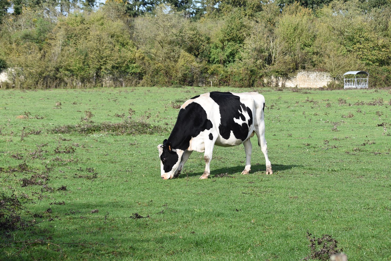 Consultation publique – augmentation atelier vaches laitières